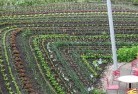 Netherby QLDpermaculture-5.jpg; ?>